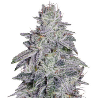 Сорт Franco's Lemon Cheese fem (GHS) Сорт Franco's Lemon Cheese fem (GHS)