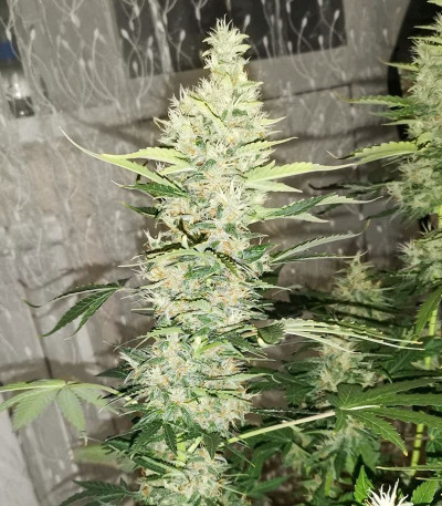 Сорт Gran Purple Banner Auto fem (Cali Buds Seeds) Сорт Gran Purple Banner Auto fem (Cali Buds Seeds) — изображение 3