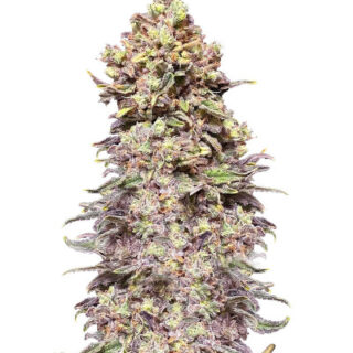 Сорт Gran Purple Banner Auto fem (Cali Buds Seeds) Сорт Gran Purple Banner Auto fem (Cali Buds Seeds)