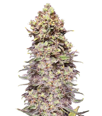Сорт Gran Purple Banner Auto fem (Cali Buds Seeds) Сорт Gran Purple Banner Auto fem (Cali Buds Seeds)