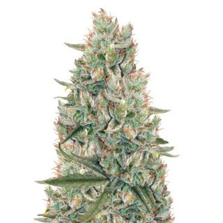 Сорт Gelato Auto fem (FastBuds) Сорт Gelato Auto fem (FastBuds)