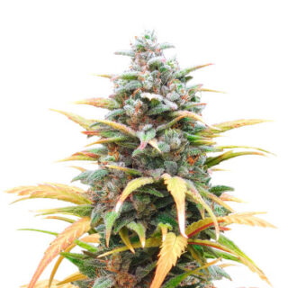 Сорт Gelato Auto fem (Herbies Seeds) Сорт Gelato Auto fem (Herbies Seeds)