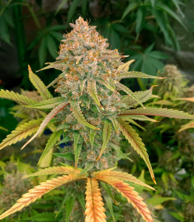 Сорт Godzilla Cookies Auto fem (Herbies Seeds) Сорт Godzilla Cookies Auto fem (Herbies Seeds) — изображение 5