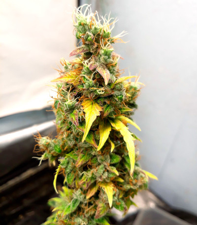 Сорт Godzilla Cookies Auto fem (Herbies Seeds) Сорт Godzilla Cookies Auto fem (Herbies Seeds) — изображение 6