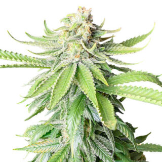 Сорт Godzilla Original Glue GG#4 (Godzilla Glue #4) fem (Herbies Seeds) Сорт Godzilla Original Glue GG#4 (Godzilla Glue #4) fem (Herbies Seeds)