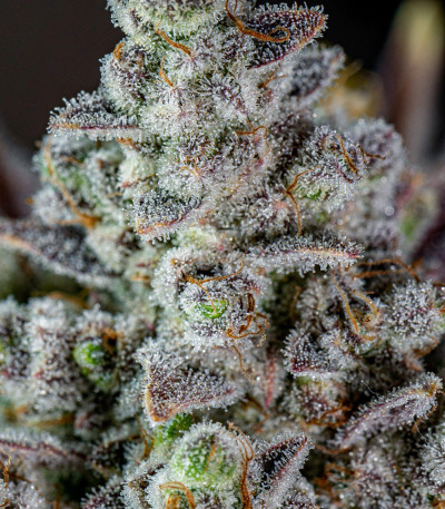 Сорт Gorilla Cookies Auto fem (FastBuds) Сорт Gorilla Cookies Auto fem (FastBuds) — изображение 3