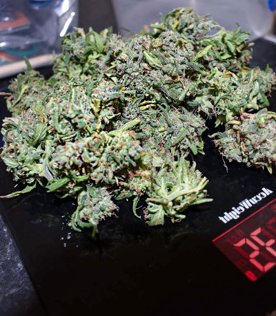 Сорт Gorilla Cookies Auto fem (FastBuds) Сорт Gorilla Cookies Auto fem (FastBuds) — изображение 5