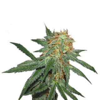 Сорт Great White Shark fem (GHS) Сорт Great White Shark fem (GHS)