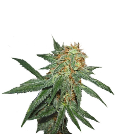 Сорт Great White Shark fem (GHS) Сорт Great White Shark fem (GHS)