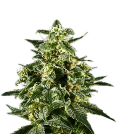 Сорт Himalaya Gold fem (GHS) Сорт Himalaya Gold fem (GHS)
