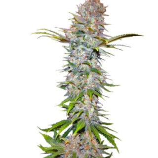 Сорт Jock Horror fem (Nirvana Seeds)