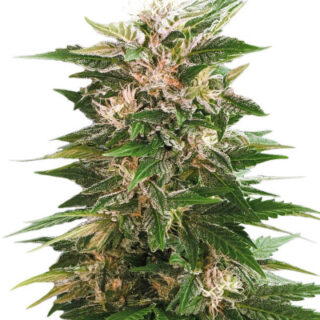 Сорт Kaya 47 fem (Advanced Seeds) Сорт Kaya 47 fem (Advanced Seeds)