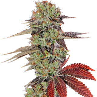 Сорт King’s Kush Auto fem (GHS) Сорт King’s Kush Auto fem (GHS)