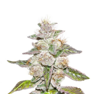 Сорт Mendocino Purple Kush fem (Medical Seeds) Сорт Mendocino Purple Kush fem (Medical Seeds)