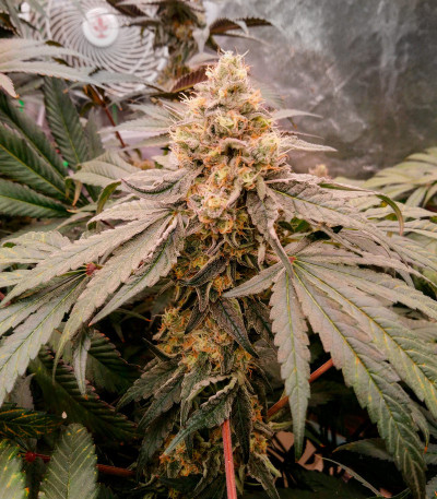 Сорт Mimosa Shot fem (Herbies Seeds) Сорт Mimosa Shot fem (Herbies Seeds) — изображение 3