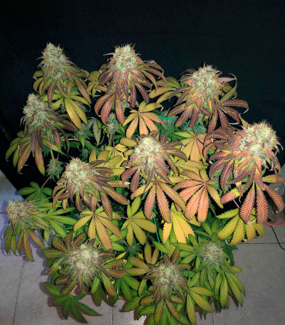 Сорт Mimosa Shot fem (Herbies Seeds) Сорт Mimosa Shot fem (Herbies Seeds) — изображение 4