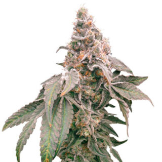 Сорт Mimosa Shot fem (Herbies Seeds) Сорт Mimosa Shot fem (Herbies Seeds)