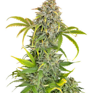 Сорт Orange President Auto fem (FastBuds) Сорт Orange President Auto fem (FastBuds)