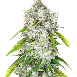 Сорт Papaya Cookies Auto fem (FastBuds) Сорт Papaya Cookies Auto fem (FastBuds)
