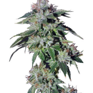 Сорт Pure Kush fem (GHS)