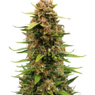 Сорт Sour Jealousy Auto fem (FastBuds) Сорт Sour Jealousy Auto fem (FastBuds)