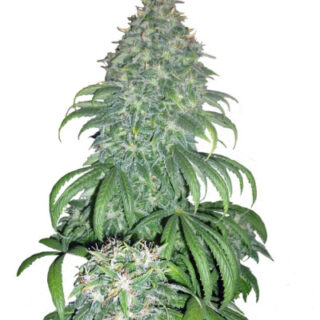 Сорт Super Bud fem (GHS)