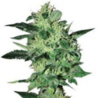 Сорт Super Critical fem (GHS)