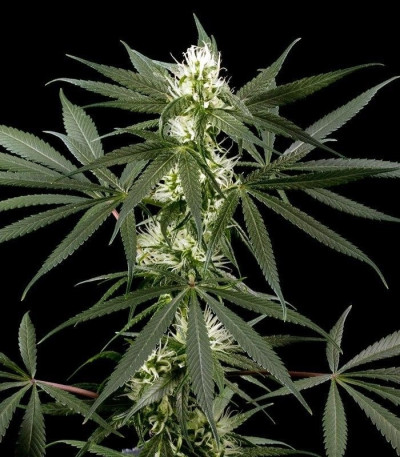 Сорт Super Silver Haze fem (GHS) Сорт Super Silver Haze fem (GHS) — изображение 4