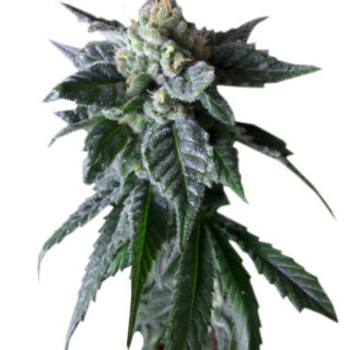 Сорт Sweet Mango Auto fem (GHS)