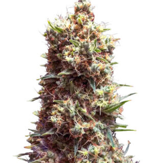 Сорт Tropicana Cookies Auto fem (Cali Buds Seeds)