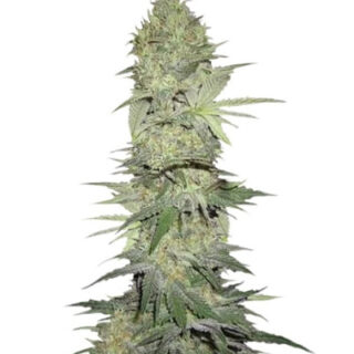 Сорт White Widow Automatic fem (Nirvana Seeds)