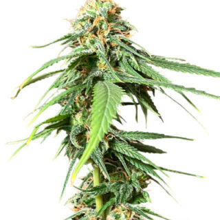 Сорт AFS Princess fem (AlphaFem Seeds) Сорт AFS Princess fem (AlphaFem Seeds)