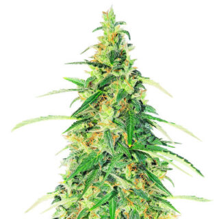 Сорт Apple Betty Auto fem (Herbies Seeds) Сорт Apple Betty Auto fem (Herbies Seeds)