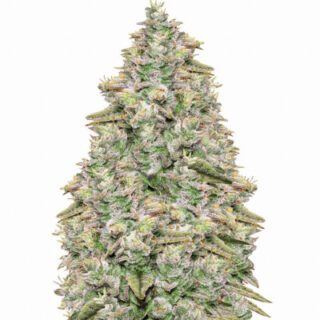 Сорт Bay Burger Early Version fem (Delicious Seeds) Сорт Bay Burger Early Version fem (Delicious Seeds)