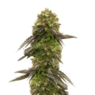 Сорт Bruce Banner # fem (AlphaFem Seeds) Сорт Bruce Banner # fem (AlphaFem Seeds)