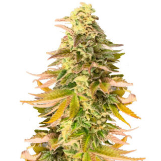 Сорт Chem Cookies fem (AlphaFem Seeds) Сорт Chem Cookies fem (AlphaFem Seeds)