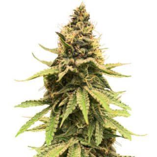 Сорт Critical Amnesia fem (AlphaFem Seeds) Сорт Critical Amnesia fem (AlphaFem Seeds)