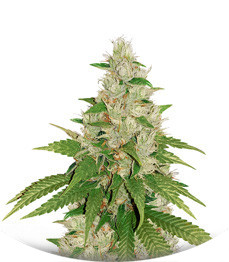 Сорт Gelato 242 fem (Medical Seeds) Сорт Gelato 242 fem (Medical Seeds)