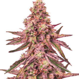 Сорт Glue Cookies fem (AlphaFem Seeds) Сорт Glue Cookies fem (AlphaFem Seeds)
