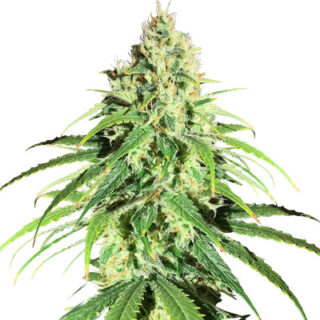 Сорт Glue Sherbert fem (AlphaFem Seeds)