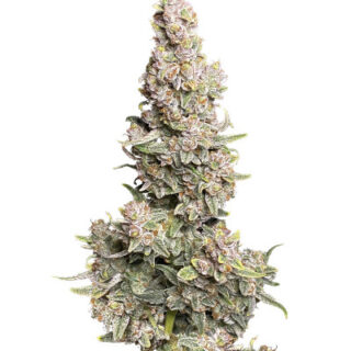 Сорт Gorilla Punch Auto fem (FastBuds)