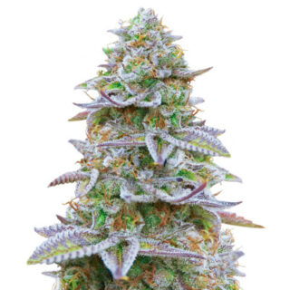 Сорт Gorilla Zkittlez fem (Barney's Farm)