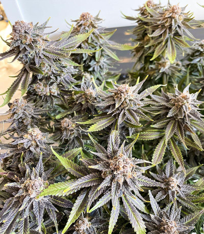 Сорт Grandaddy Banner fem (AlphaFem Seeds) Сорт Grandaddy Banner fem (AlphaFem Seeds) — изображение 3