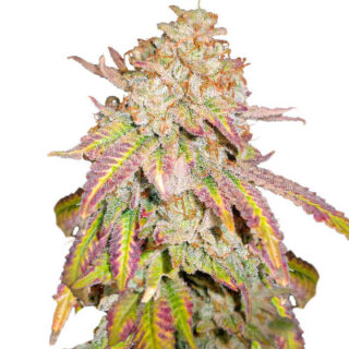 Сорт Grandaddy Banner fem (AlphaFem Seeds) Сорт Grandaddy Banner fem (AlphaFem Seeds)
