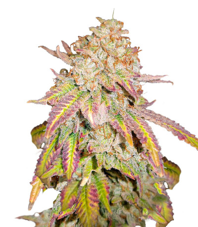 Сорт Grandaddy Banner fem (AlphaFem Seeds) Сорт Grandaddy Banner fem (AlphaFem Seeds)