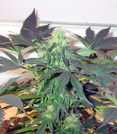 Сорт Great White Shark fem (GHS) Сорт Great White Shark fem (GHS) — изображение 4