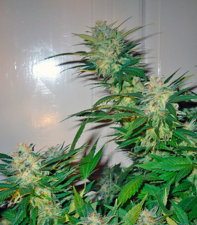 Сорт Great White Shark fem (GHS) Сорт Great White Shark fem (GHS) — изображение 5