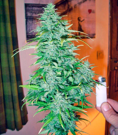 Сорт Himalaya Gold fem (GHS) Сорт Himalaya Gold fem (GHS) — изображение 5