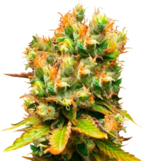 Сорт Honeybells CBD fem (Delicious Seeds)