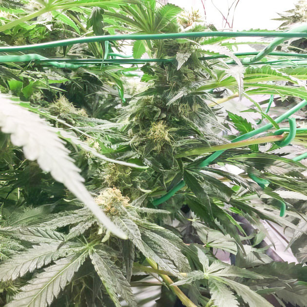 Гроурепорт сорта конопли Sugar Candy от сидбанка Delicious Seeds